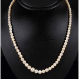 A single row of graduated cultured Pearls on clasp marked 9ct