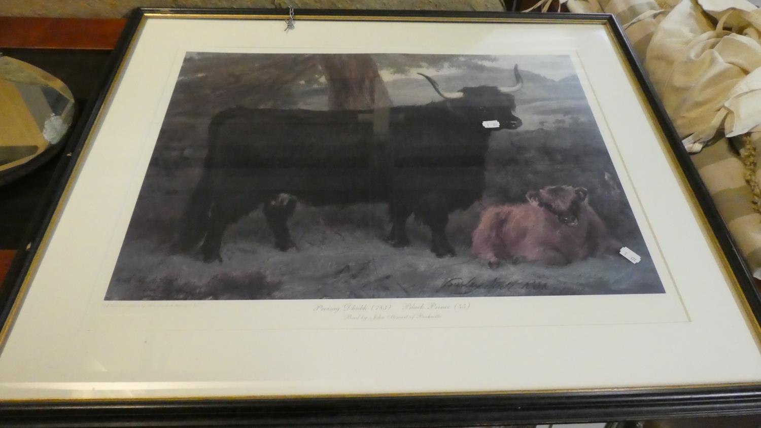 A Framed Limited Edition Print, Highland Cattle, 63cm Wide