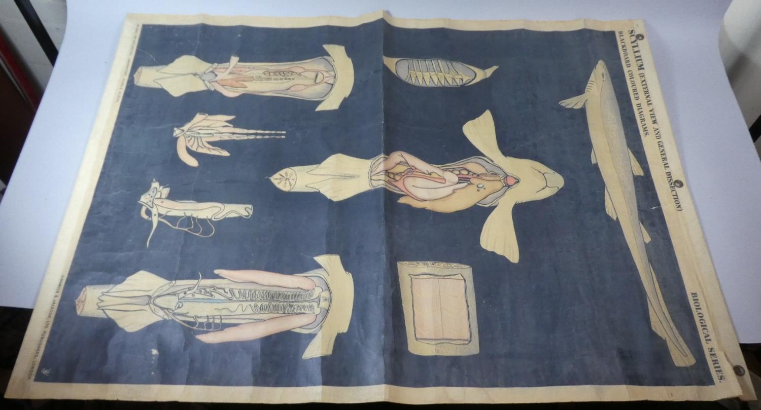 A Vintage Teaching Aid Poster for Biological General Dissection by Sidgwick and Jackson, 108cm High