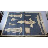 A Vintage Teaching Aid Poster for Biological General Dissection by Sidgwick and Jackson, 108cm High