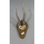 A Mounted Stag Trophy Antler on Wooden Plinth, 18cm High