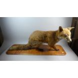 A Taxidermy Study of a Dog Fox Set on Wooden Plinth, 96cm Wide