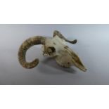 A Horned Sheep Skull