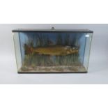 A Cased Taxidermy Study of a Brown Trout Mounted on Pale Blue Board with Naturalistic Reeded and