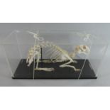 A Late 20th Century Perspex Cased Teaching Aid Skeleton of European Rabbit, Oryctolagus Cuniculus