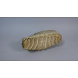 An Early Calcified Mammoth or Elephant Tooth, 21cm Wide