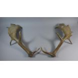 A Pair of Antlers
