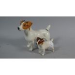 A Beswick Jack Russell Terrier and a Smaller Beswick Example