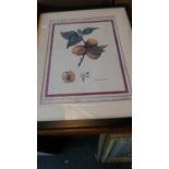 A Framed Botanic Print, Prunus Armeniaca