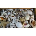 A Large Collection of Tropical Sea Shells in Wooden Tray. 75x45cms