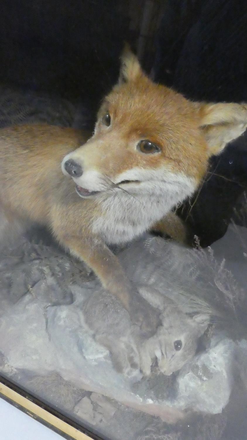 A Cased Taxidermy Study of Fox with Young Rabbit on Naturalistic Rocky Outcrop with Ferns. - Image 2 of 4