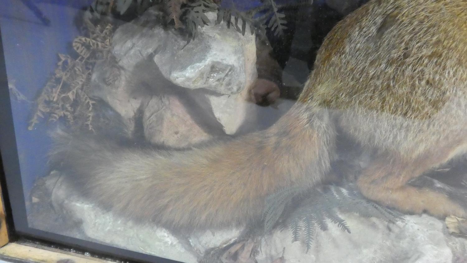 A Cased Taxidermy Study of Fox with Young Rabbit on Naturalistic Rocky Outcrop with Ferns. - Image 3 of 4