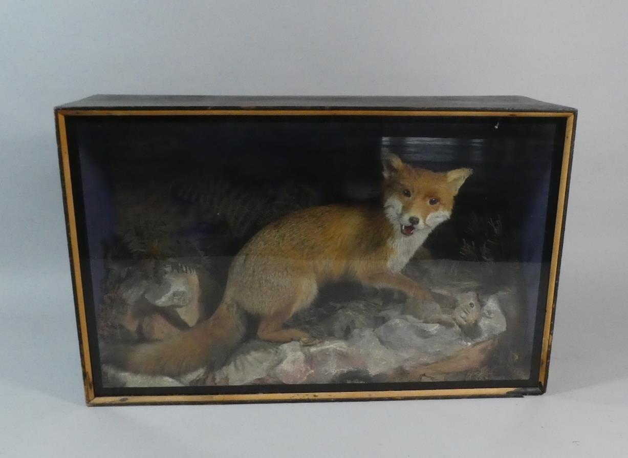 A Cased Taxidermy Study of Fox with Young Rabbit on Naturalistic Rocky Outcrop with Ferns.