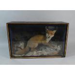 A Cased Taxidermy Study of Fox with Young Rabbit on Naturalistic Rocky Outcrop with Ferns.
