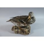 A Taxidermy Study of a Duck