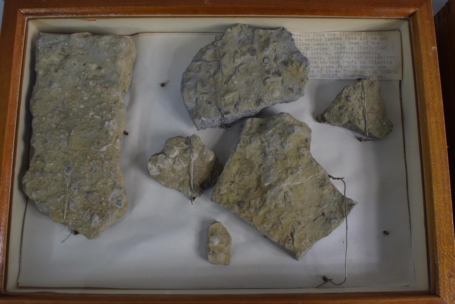 A Cased Table Top Pair of Display Cabinets Containing Fossils From the Silurian Period. Each 35x25. - Image 2 of 3