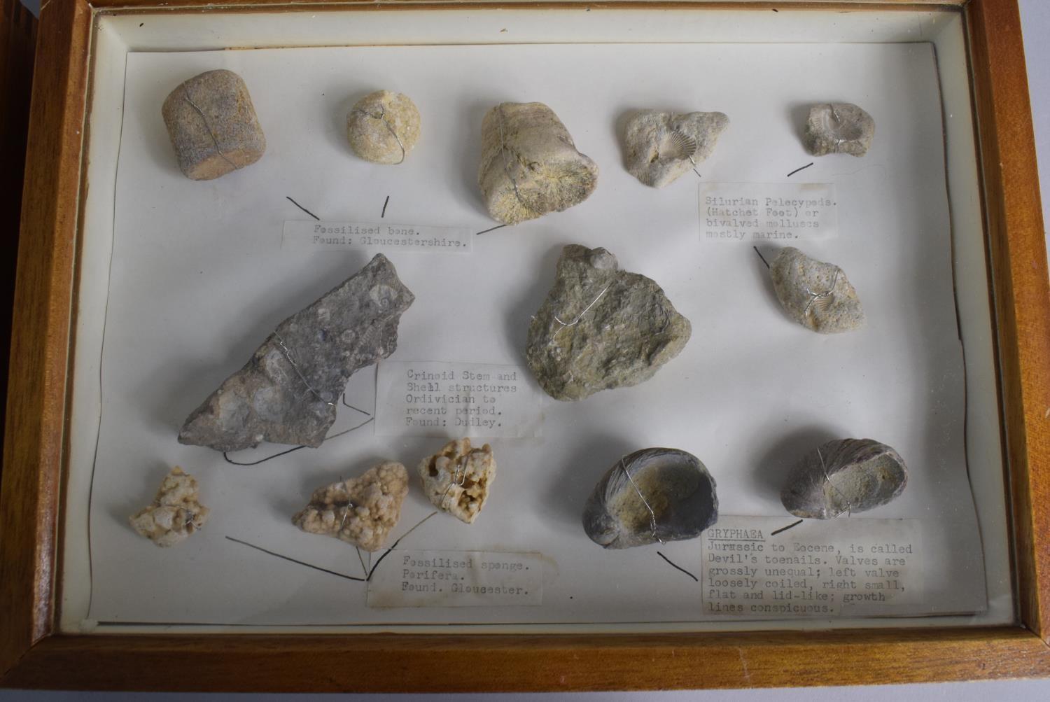 A Cased Table Top Pair of Display Cabinets Containing Fossils From the Silurian Period. Each 35x25. - Image 3 of 3