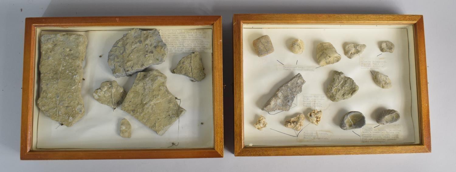 A Cased Table Top Pair of Display Cabinets Containing Fossils From the Silurian Period. Each 35x25.