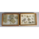 A Cased Table Top Pair of Display Cabinets Containing Fossils From the Silurian Period. Each 35x25.