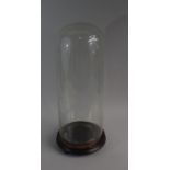 A Large 19th Century Glass Taxidermy Dome on a Turned Wooden Base. Internal Height 47.5cm x 18.