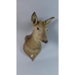 A Wall Mounted Roe Deer Trophy on Shield Plinth