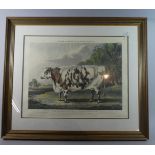 A Large Framed Print The Everingham Short Horned Prize Cow, 55cm Wide