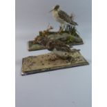 Two Taxidermy Studies of Wading Birds,