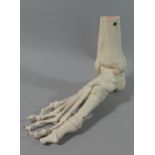 A Modern Teaching Aid, Skeleton of the Foot by 3B Scientific, 23cms Long