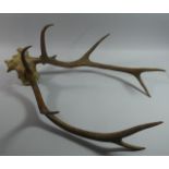 A Four Point Trophy Antler