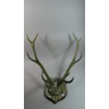 A Set of Wall Hanging Trophy Antlers on Wooden Shield