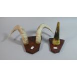 A Mounted Cow Horn and Pair of Rams Horns