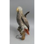 A 19th Century Stuffed African Grey Parrot Mounted on Branch