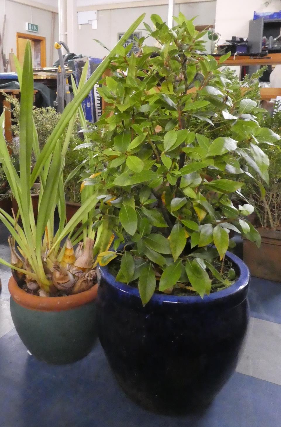 Two Glazed Patio Plant Pots and Contents