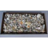 A Large Collection of Seashells in a Wooden Tray. 50cm x 100cm