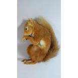 A Taxidermy Study of a Red Squirrel