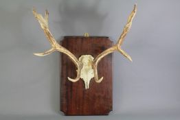 A Set of Moose Antlers