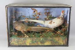 A Taxidermy Pheasant