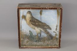 A Taxidermy Sparrowhawk