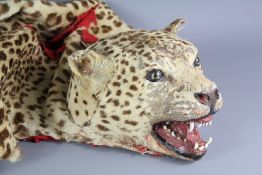 A Taxidermy Leopard Skin and Head