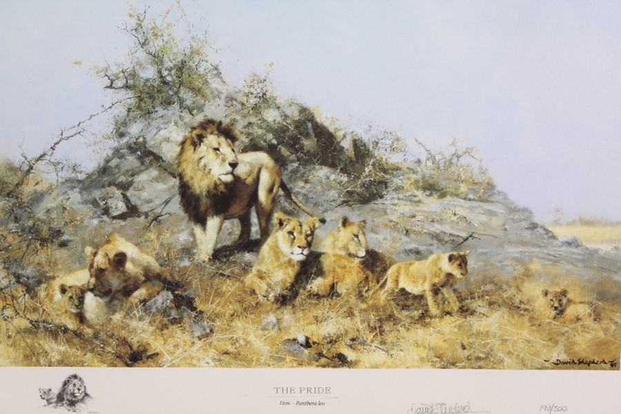 David Shepherd Wildlife Artist CBE, OBE, FGRA, FRSA Limited Edition Print - Image 5 of 8