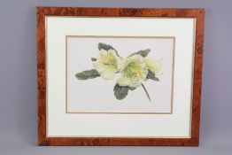 Four Antique Botanical Chromo-Lithographs