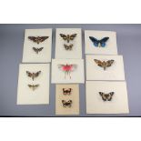 Pierre Adolph Delattre - Collection of Entomology Watercolours