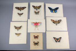 Pierre Adolph Delattre - Collection of Entomology Watercolours