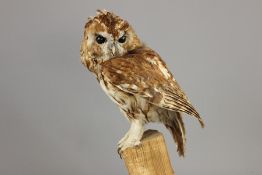 A Taxidermy Tawny Owl
