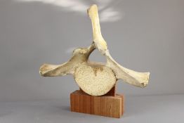 A Humpback Whale Vertebrae