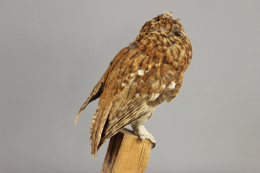 A Taxidermy Tawny Owl - Image 3 of 3