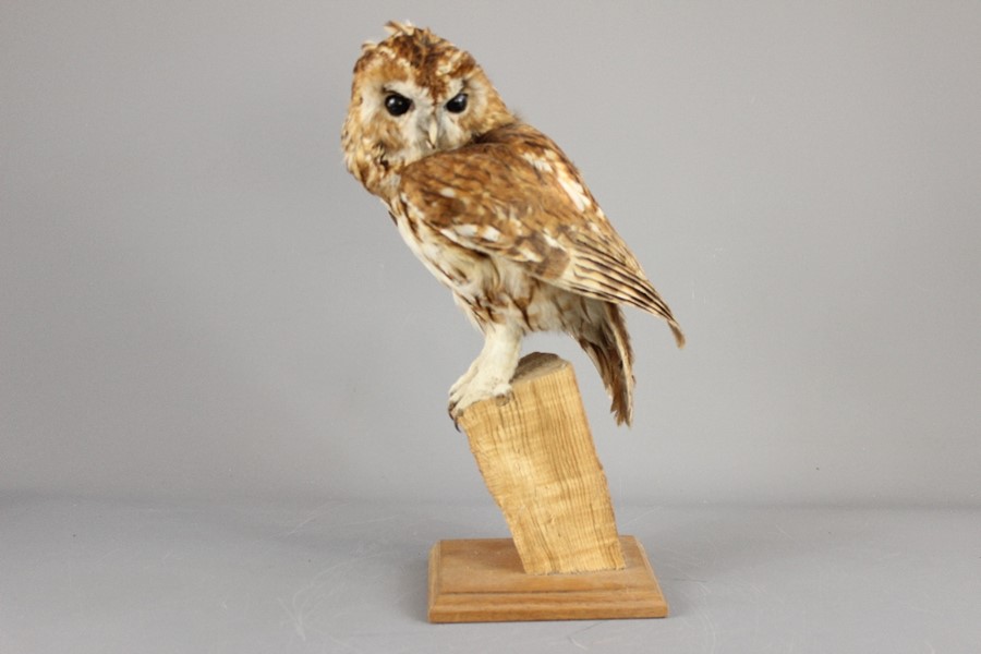 A Taxidermy Tawny Owl - Image 2 of 3