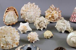 A quantity of shells and coral