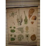 A FRENCH VINTAGE SCHOOL BOTANICAL CHART 112CM X 88CM