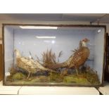 A BRACE OF STUFFED PHEASANTS IN A GLASS AND WOODEN TAXIDERMY CASE